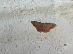 Idaea ostrinaria