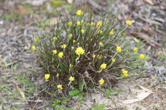 Conostylis aculeata aculeata