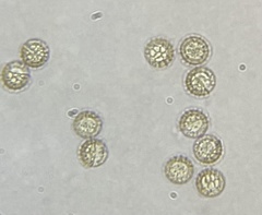 Reticularia splendens
