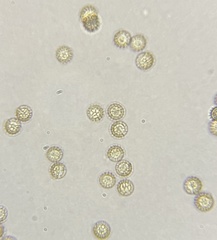 Reticularia splendens