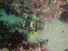 Sebastes chrysomelas