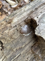 Reticularia splendens