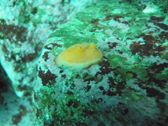 Cnemidocarpa finmarkiensis