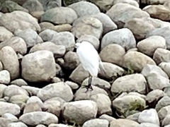 Ardea alba