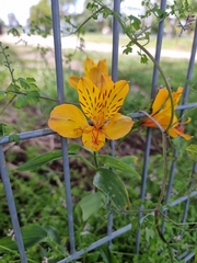 Alstroemeria aurea