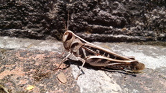 Rhammatocerus viatorius