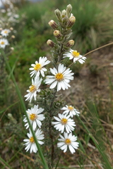 Olearia brevipedunculata