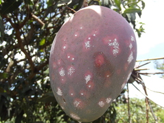 Aulacaspis tubercularis