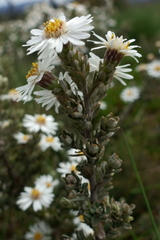 Olearia brevipedunculata