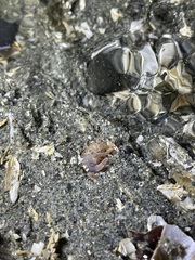 Halcampa decemtentaculata