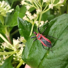 Rhynocoris fuscipes