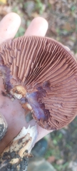 Cortinarius atkinsonianus
