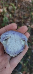 Cortinarius atkinsonianus