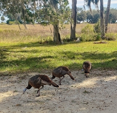 Meleagris gallopavo osceola