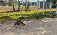 Meleagris gallopavo osceola