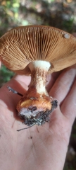 Cortinarius atkinsonianus