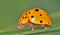 Harmonia vigintiduomaculata