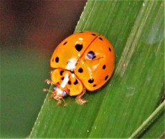 Harmonia vigintiduomaculata