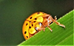 Harmonia vigintiduomaculata