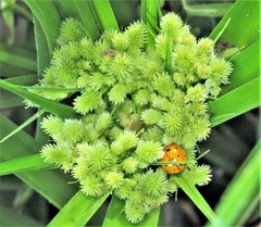 Cyperus solidus