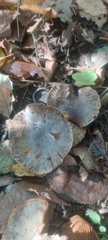 Phlegmacium velicopium