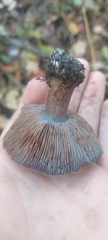 Phlegmacium velicopium