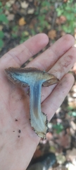 Phlegmacium velicopium