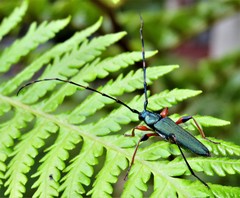 Litopus latipes dispar