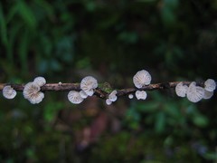 Marasmiellus affixus