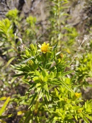 Trixis angustifolia