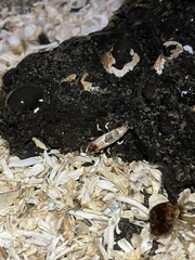 Spirontocaris prionota