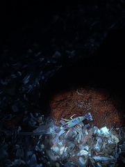 Spirontocaris prionota