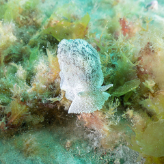 Pleurobranchaea maculata