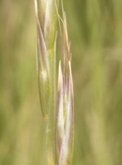 Rytidosperma merum