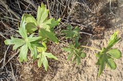 Delphinium cardinale