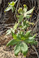 Delphinium cardinale