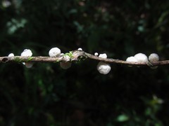 Marasmiellus affixus