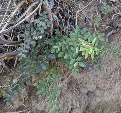 Pellaea andromedifolia pubescens