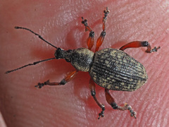 Dodecastichus geniculatus