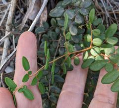 Pellaea andromedifolia pubescens