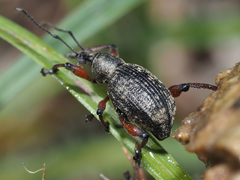 Dodecastichus geniculatus