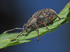 Dodecastichus geniculatus