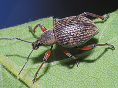 Dodecastichus geniculatus