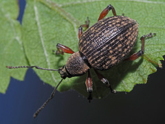 Dodecastichus geniculatus