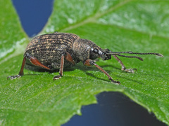 Dodecastichus geniculatus