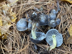 Mycena griseoviridis