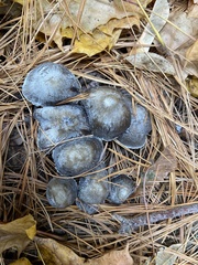 Mycena griseoviridis