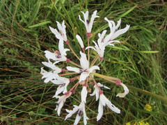 Nerine pancratioides
