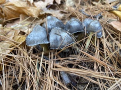 Mycena griseoviridis
