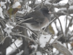 Junco hyemalis montanus